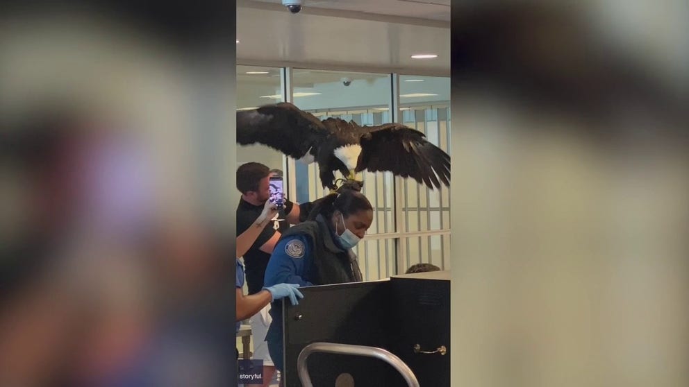 A bald eagle was spotted being brought through security at Charlotte Douglas International Airport in North Carolina on Aug. 22, 2022. Video from Elijah Burke shows the eagle perched on its handler’s hand and flapping its wings while being screened at a Transportation Security Administration checkpoint.