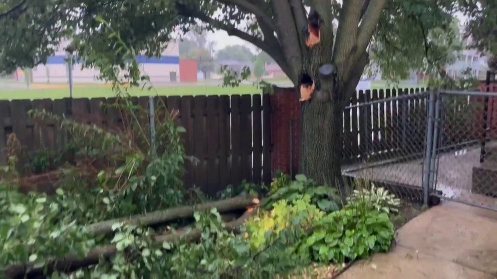 Winds from a strong storm tore off large branches from a pear tree in Arlington Heights, Illinois.
