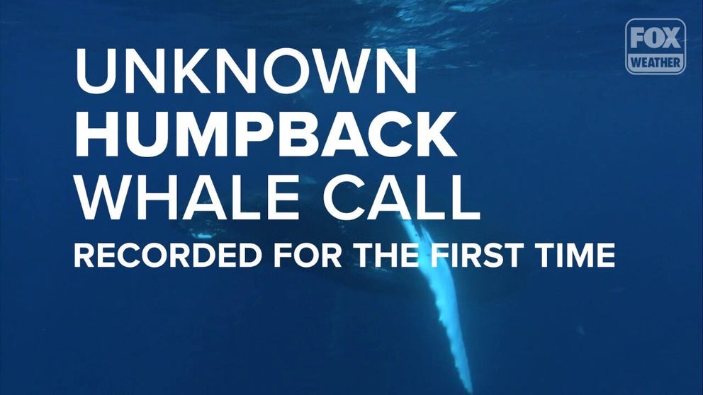 Researchers were able to record a humpback whale call that had been unknown previously - until now.