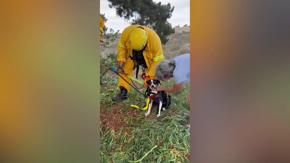 Video released by the San Diego Humane Society shows the organization’s emergency response crew saving an 8-year-old Australian shepherd after the dog fell 100 feet down a steep hill in Sorrento Valley, California. (Credit: San Diego Humane Society / MAGNIFI U /TMX)