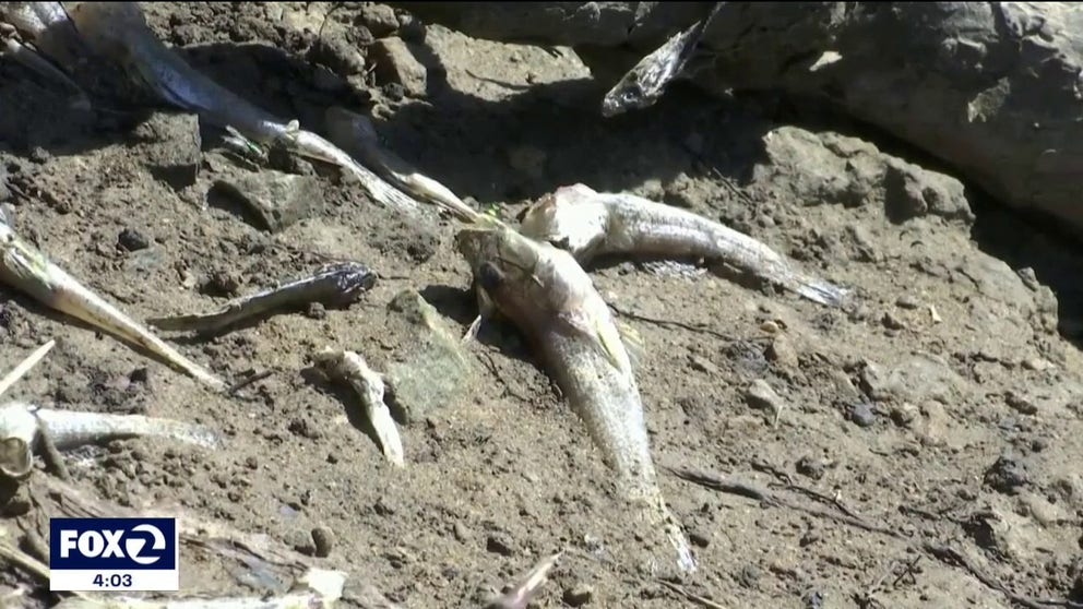 Thousands of dead fish have washed ashore around the San Francisco Bay, including Oakland's Lake Merritt, amid a massive algae bloom that's spreading and killing. FOX 2 investigative reporter Brooks Jarosz has the report.