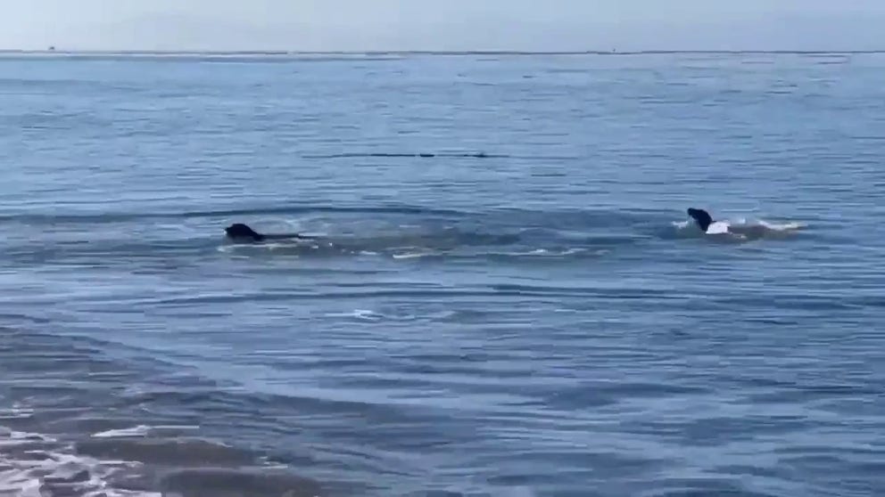 Man captures the moments a seal wants to get in on his dog's game of fetch.