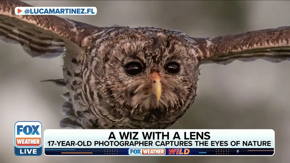 Luca Martinez, 17-year-old wildlife filmmaker and photographer, discusses with FOX Weather Wild his mission to gather nature’s best moments from The Sunshine State. 