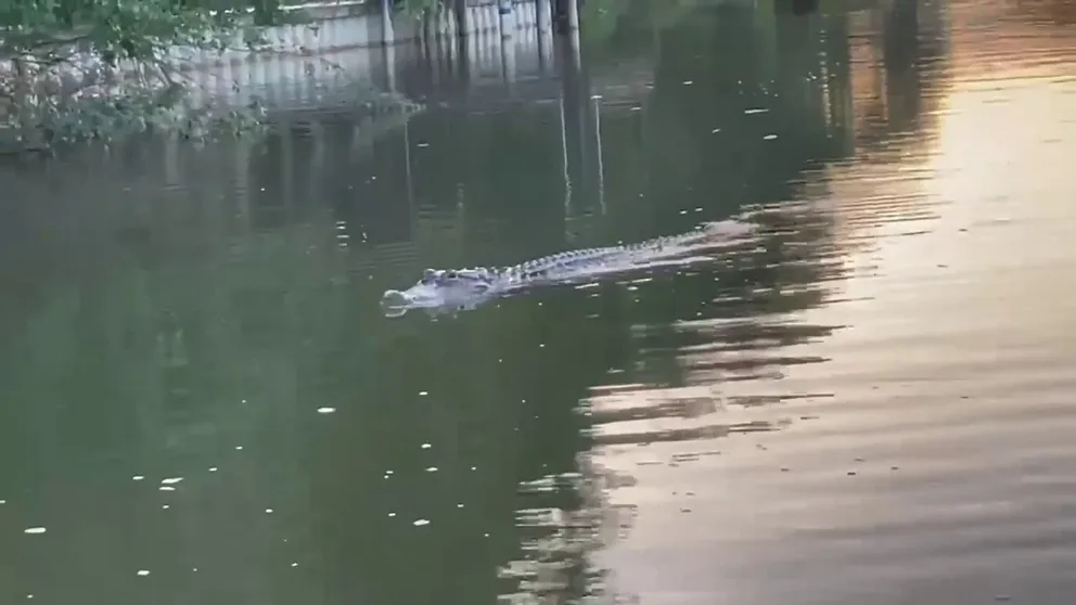 A predatory gator lurks prior to leaving bites in a rower's boat in Oyster Creek, Texas. 