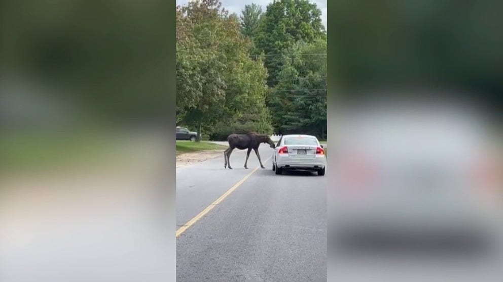 A moose was captured blocking a road in Sterling, Massachusetts, on Tuesday. Video by Jill Jarnis shows the animal walking across the street as traffic backs up before slowly moving to a neighborhood yard. 