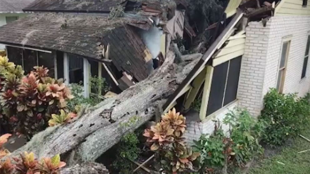 A woman says she is lucky to be alive after a so-called "zombie tree" fell onto her home and crushed the bed she had just been sleeping in.