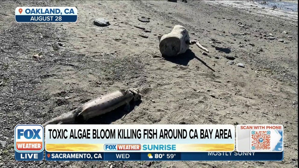 Thousands of dead fish have washed ashore around the San Francisco Bay, including Oakland's Lake Merritt, amid a massive algae bloom that's spreading and killing. Scientist at San Franciso Baykeeper, Ian Wren, joined FOX Weather to discuss the deadly pileup. 