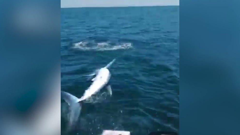 Video captures the moments when a 7-foot mako shark jumped out of the water and landed on a fishing boat off the coast of Maine. (Credit: Capt. Dave Sinclair/Christopher Kingsbury)