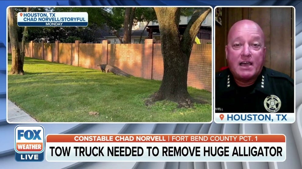 Constable Chad Norvell of Ford Bend County tells FOX Weather Wild how the 10-foot plus reptile was relocated after wandering the Cinco Ranch neighborhood in Houston, Texas. 