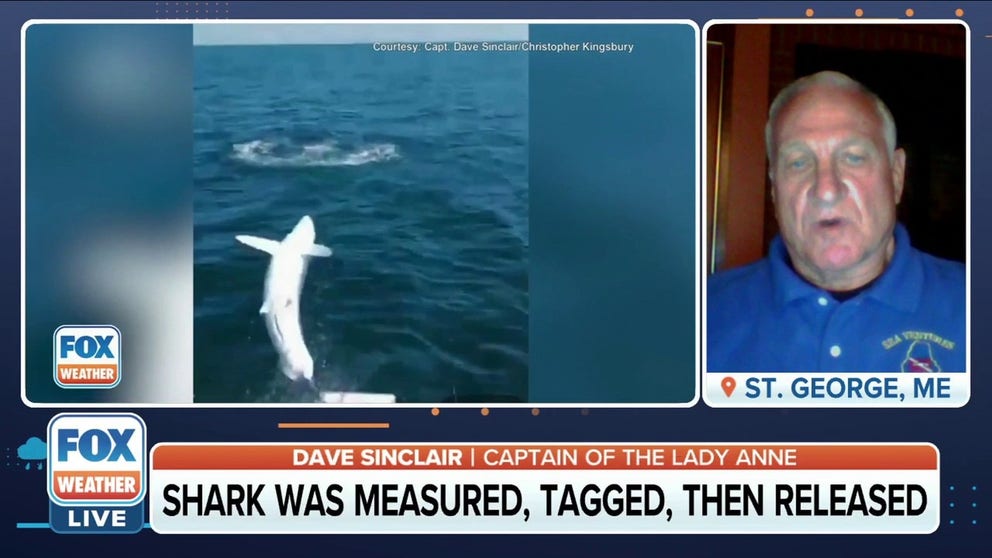 Dave Sinclair, Captain of the Lady Anne, discusses how a 7-foot mako shark put on one acrobatic performance for the ages.