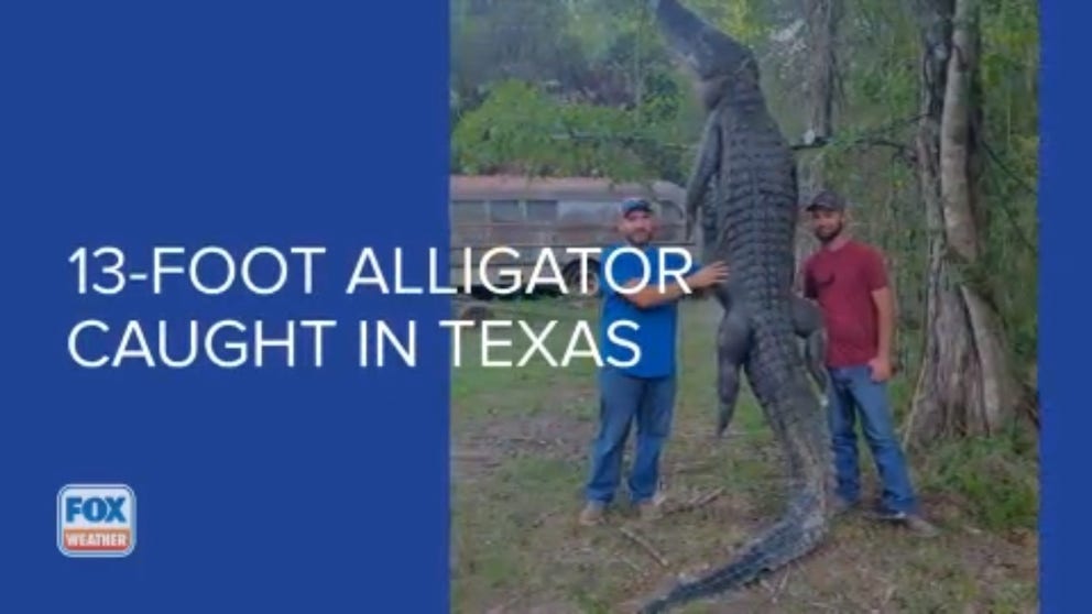 A man in Texas caught a 13-foot alligator as the state's gator hunting season started.