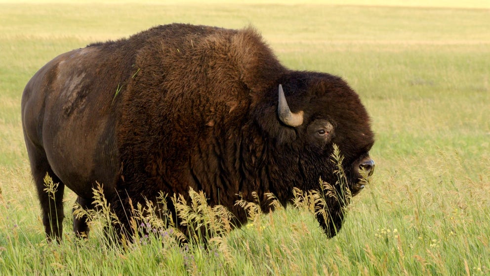 How the American bison became a national icon How the American bison became a national icon