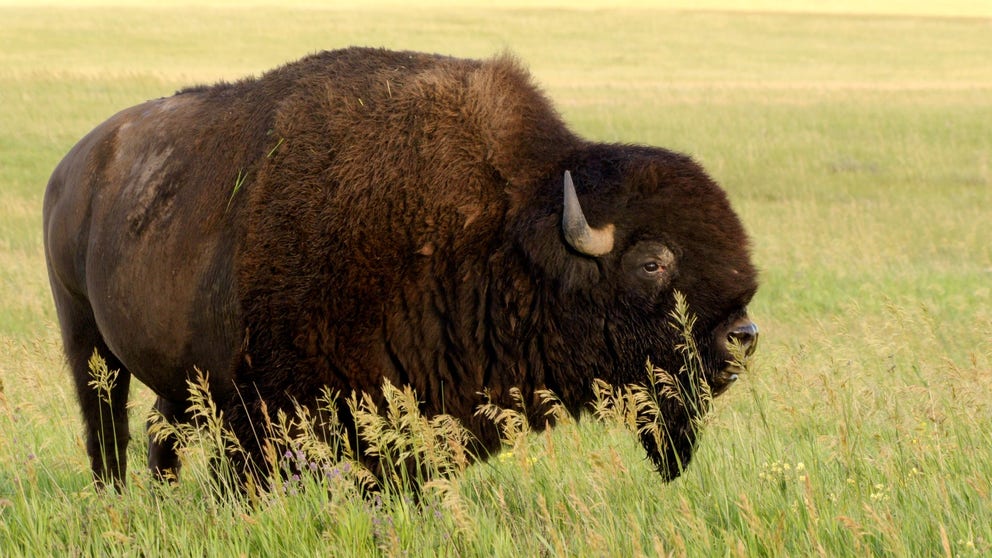 At home on the range, the country's national mammal has a long and dramatic history.