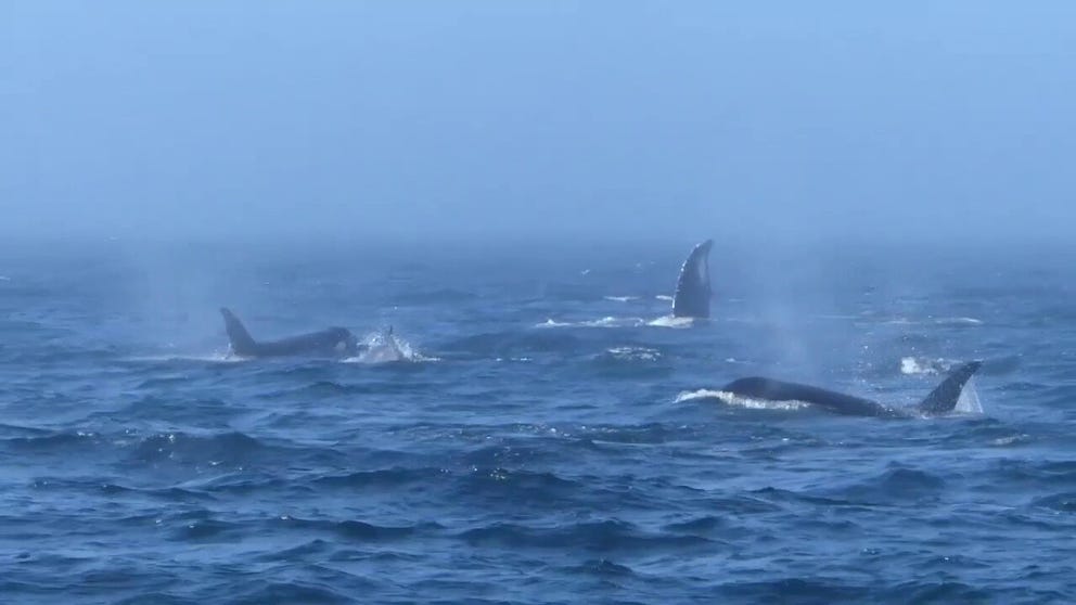 Video shows an hours-long fight in the Salish Sea between a large group of transient orcas and a pair of humpback whales. 