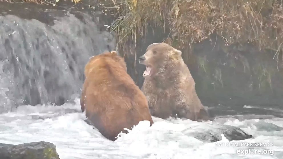 Otis, Fat Bear Week 2021 winner, defends his fishing spot as the bear bulks up in preparation for hibernation. (Video: National Park Service and explore.org)