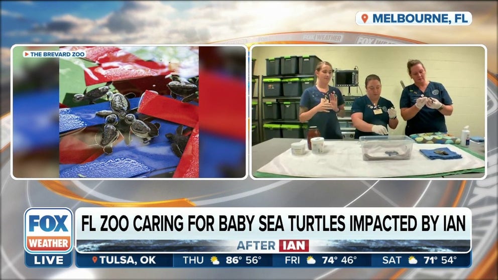 Florida zoo caring for baby sea turtles impacted by Hurricane Ian