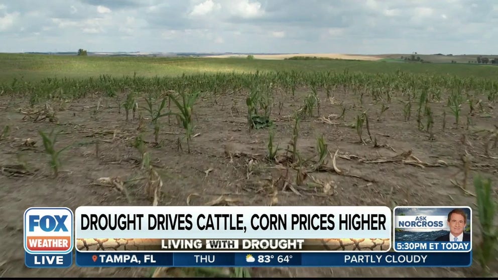 FOX Business' Connell McShane reports from a drought-stunted cornfield. Less corn means higher prices for cattle feed. One farmer said beef prices next year would have to rise by 30% for the ranch to break even.