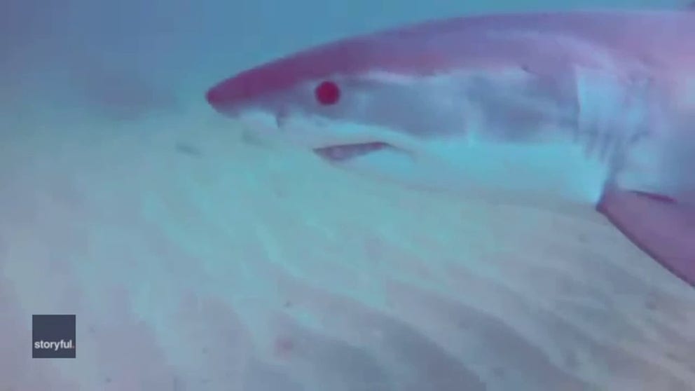 A kayaker who attached his GoPro camera to a fishing line and dropped it in the water off Adelaide, South Australia, on October 9, couldn’t believe it when the footage revealed that a shark had been keeping him company.