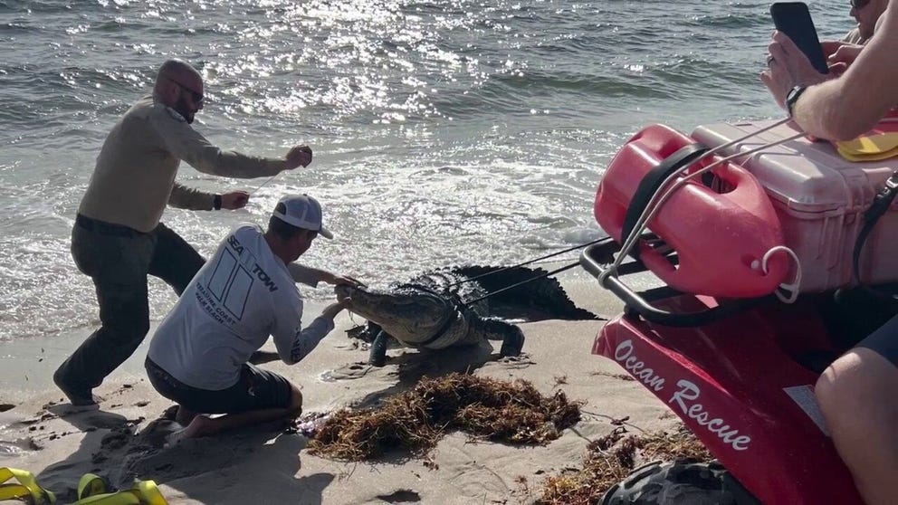 A massive alligator taking a swim at a Florida beach was pulled from the waves in Delray Beach on Wednesday.