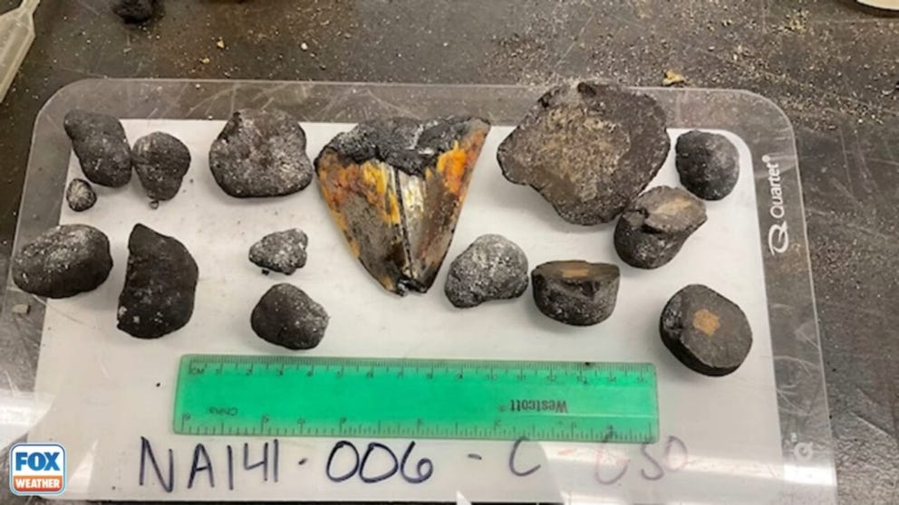 The possible megalodon tooth was found during a three-week Ocean Exploration Trust expedition to explore the deep-sea biology and geology of the Johnston Unit of the Pacific Remote Islands Marine National Monument about 150 miles south of Johnston Atoll.