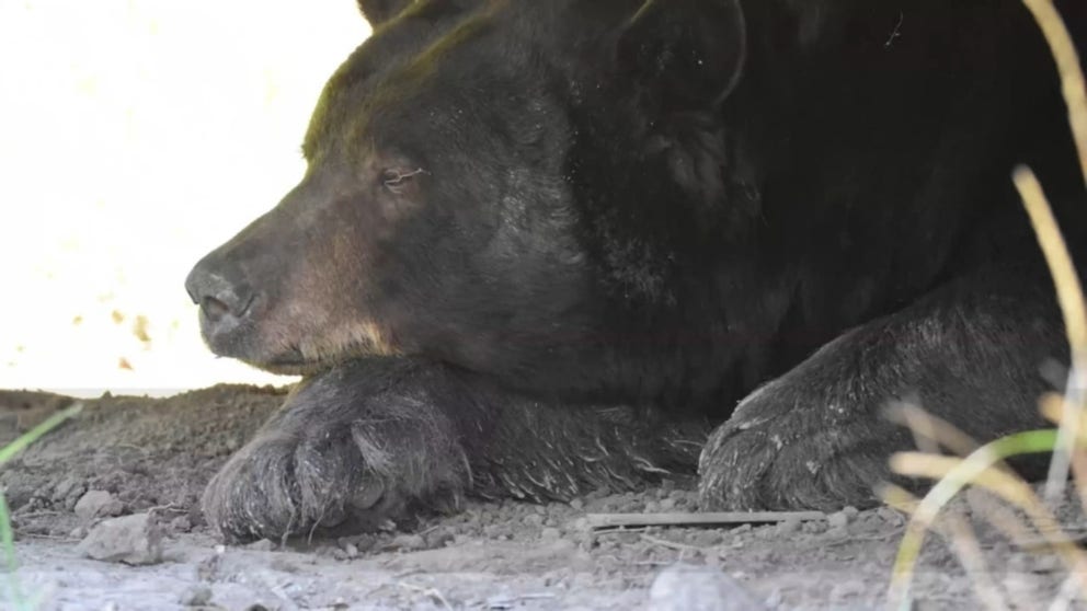 Wildlife officers in Colorado said this likely 10-year-old boar, a male bear, was looking for a good place to den for the winter. And possibly found it under the deck of a home in a residential Durango neighborhood.