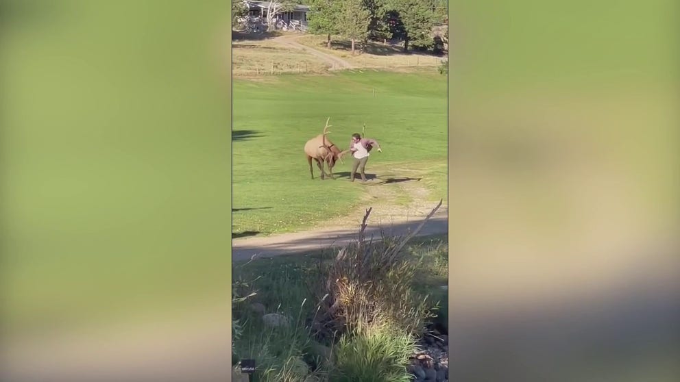 As elk rutting season was in full swing in Estes Park, Colorado, one eager photographer got a little too close, video from September 24 shows.