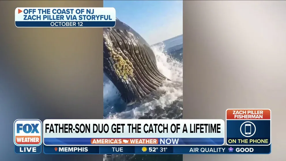 Fisherman Zach Piller shares with FOX Weather the moments a giant humpback breached and nearly struck him and his father off the coast of New Jersey. 