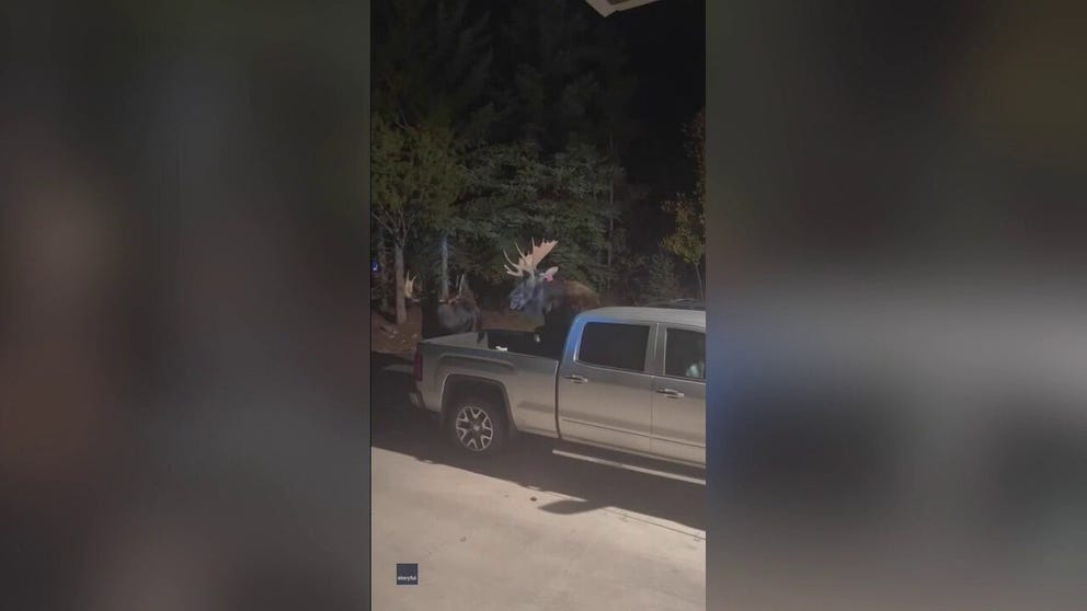 Two aggressive moose showed scant regard for a family’s parked vehicles when they brought their fight crashing into a Steamboat Springs driveway recently.