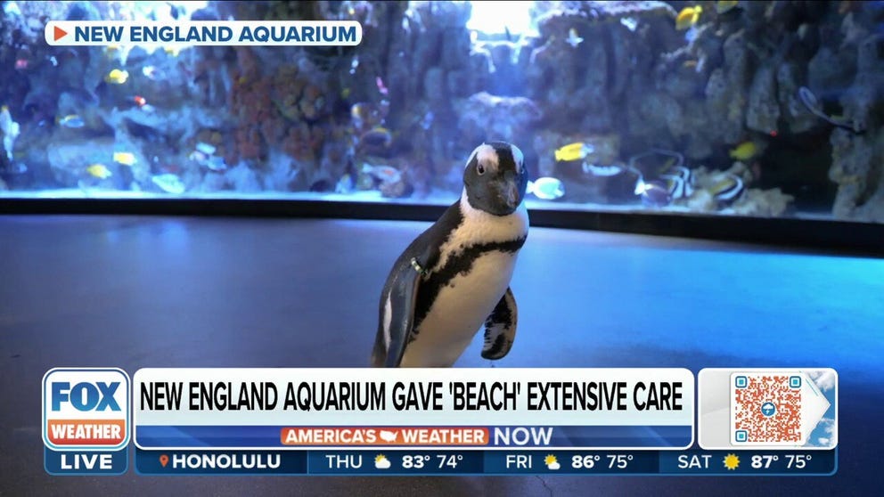 ‘Beach Donkey,’ a 24-year-old penguin diagnosed with chronic pododermatitis, was looking for a way to walk without pain. Penguin exhibit manager for New England Aquarium Eric Fox discusses how the African penguin’s condition has improved through care and treatment.