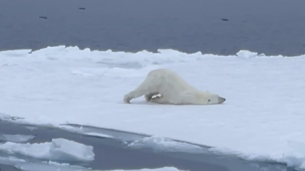 A tourist captured images of the animal during an Arctic cruise. Her videos showed the polar bear, the largest carnivore species on the planet, acting as playfully as man’s best friend.