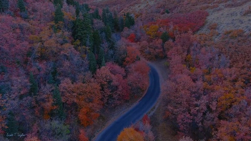 Drone footage captures spectacular fall foliage in Butterfield Canyon, located in Salt Lake County, Utah. (Credit: Scott T Taylor/Twitter)
