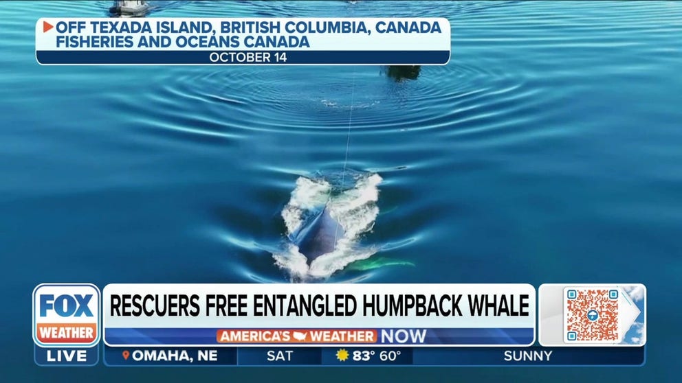 Fisheries and Oceans Canada Marine Mammal Rescue Lead Paul Cottrell on how rescuers were able to cut a humpback loose from buoy ropes off the coast of western Canada. 