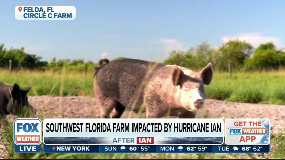 Local farmers are struggling in Southwest Florida after Hurricane Ian made landfall nearly a month ago. Owner and operator of Circle C Farm Nicole Cruz joined FOX Weather on Sunday to explain how the monster hurricane impacted her business.