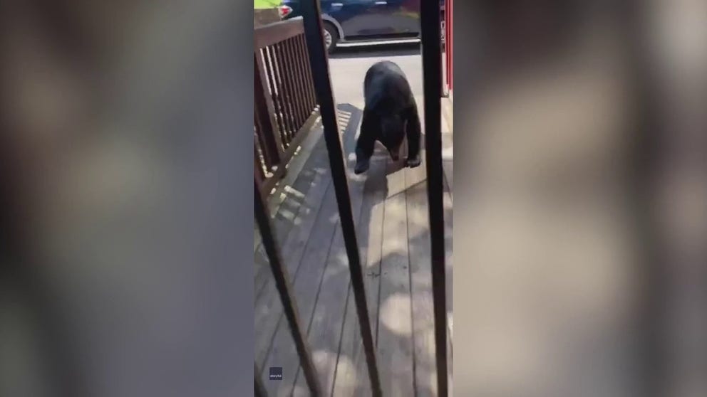 A woman who praised a bear for being cute while on vacation in Pigeon Forge, Tennessee, did not get the response she expected as the bear charged straight at her, leaving her to make a quick retreat.