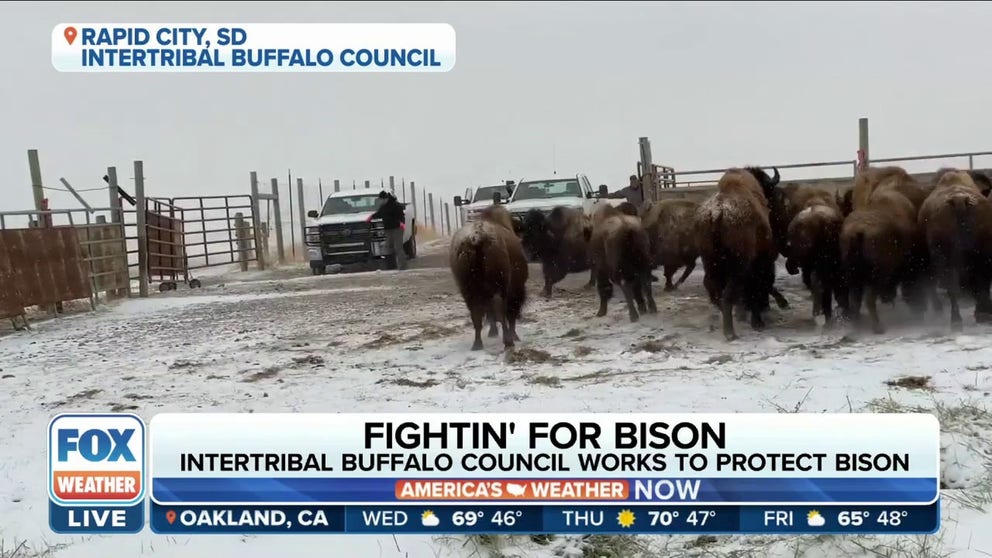 FILE VIDEO: Troy Heinert, member of the Rosebud Sioux Tribe and Executive Director of the InterTribal Buffalo Council, discusses the mission to keep these animals safe.  