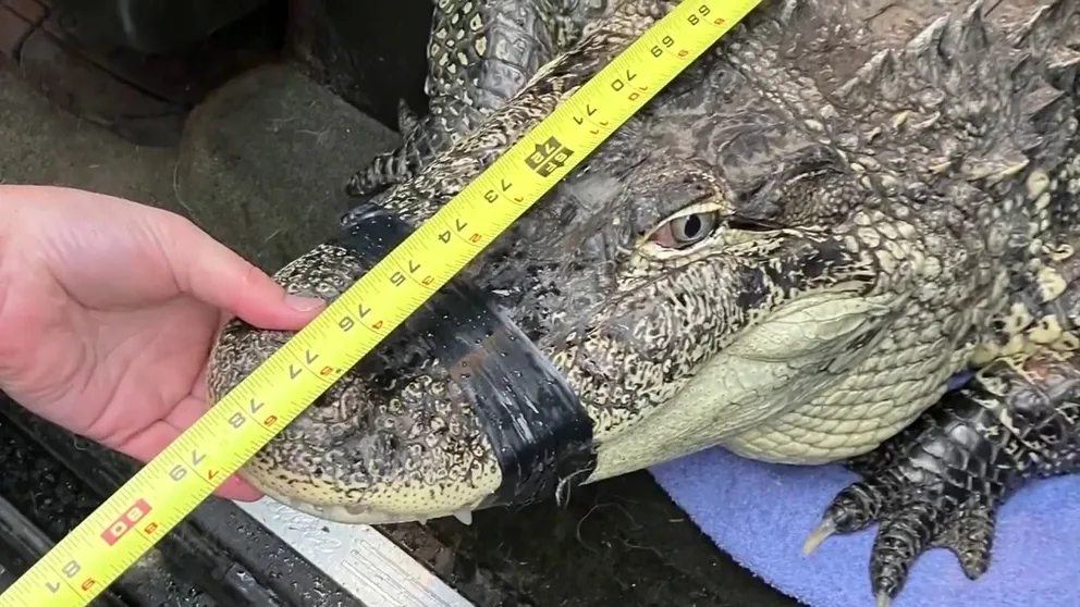 A video from the Pierce County Sheriff’s Department in Washington shows deputies and animal control officers wrangling and removing an alligator that measured nearly 7 feet long from a shipping container found on a resident's property earlier this week.