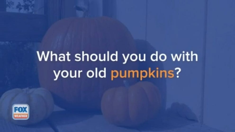 There are several things you can do with your old pumpkins rather than throwing them in the trash.