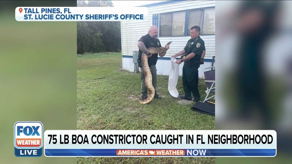 Deputy Clay Mangrum with the St. Lucie County Sheriff's Office talks about what it was like wrangling in a 10 foot, 75-pound boa constrictor.