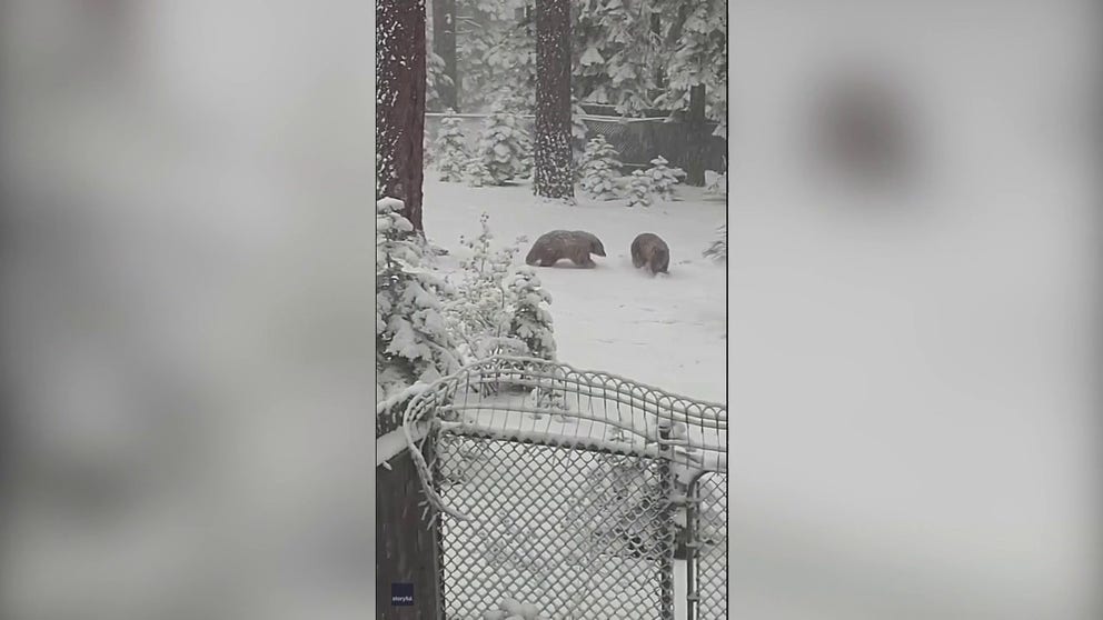 A bear and two cubs were filmed in a snowy yard in South Lake Tahoe, California, on Tuesday, Nov. 1, 2022.