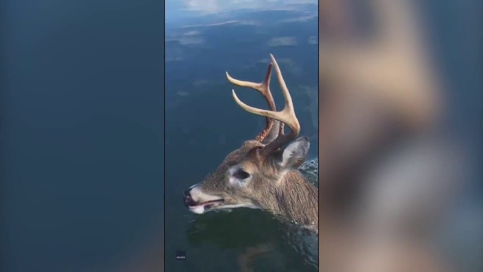 A man who was out fishing on Smith Lake in Alabama on Nov. 2, 2022, maneuvered his motorboat near a deer as the wild animal swam its way to Goat Island.