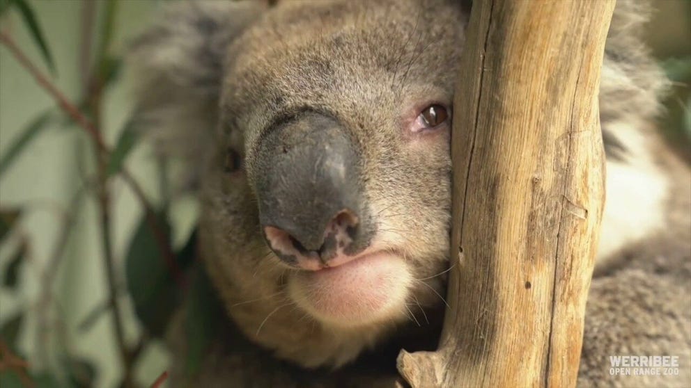 Flooding rains trapped this non-swimmer koala in a small cave. A kayaker came to the rescue.