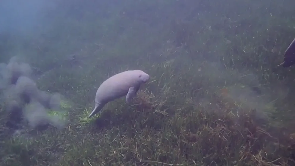The incredible amounts of rain and floodwaters generated by Hurricane Ian are causing algae blooms. Those blooms can kill off seagrass which manatees need to survive. Scientist worry about a die-off in the upcoming months.