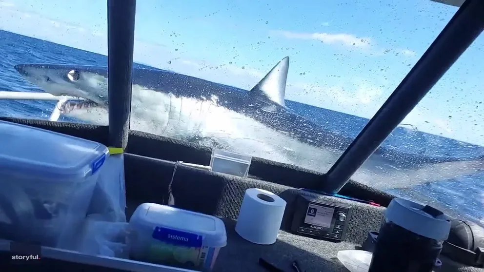 A group of people on a fishing charter off Whitianga, New Zealand, were startled and stunned when a large mako shark leaped out of the water and landed on the front of the boat, video uploaded on Nov. 6 6 shows.