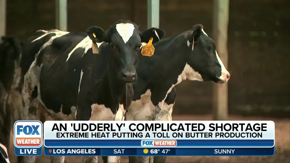 The extreme heat is just one of many factors in the drastic drop in butter production leading to the price spike. Scott Grawe from Iowa State University's Supply Chain Management Department joins FOX Weather to discuss more. 