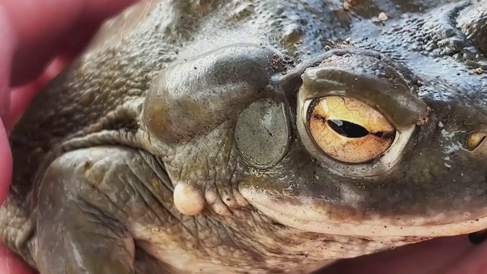 FOX 10 Phoenix talked to Megan Shacklett whose dog, Harvey, was poisoned by a Sonoran Desert toad. Amy Burnett of the Arizona Game and Fish Department explains why this year's monsoons helped create a bumper crop of the psychedelic toad.
