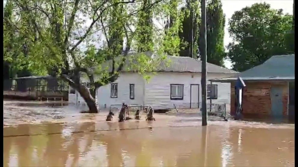 The Central West region of New South Wales faced severe flooding on Monday. (Video courtesy: Jill Englert via Storyful)