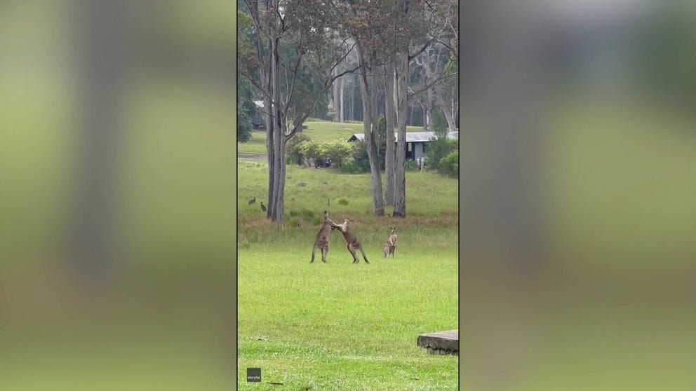 A wedding was delayed in Australia as two kangaroos battled it out ahead of the ceremony. (WARNING: The video may contain language that some could find offensive. Viewer discretion is advised)