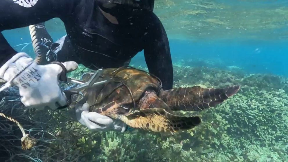 A trained, marine debris technician cuts this threatened green sea turtle from a ghost net.