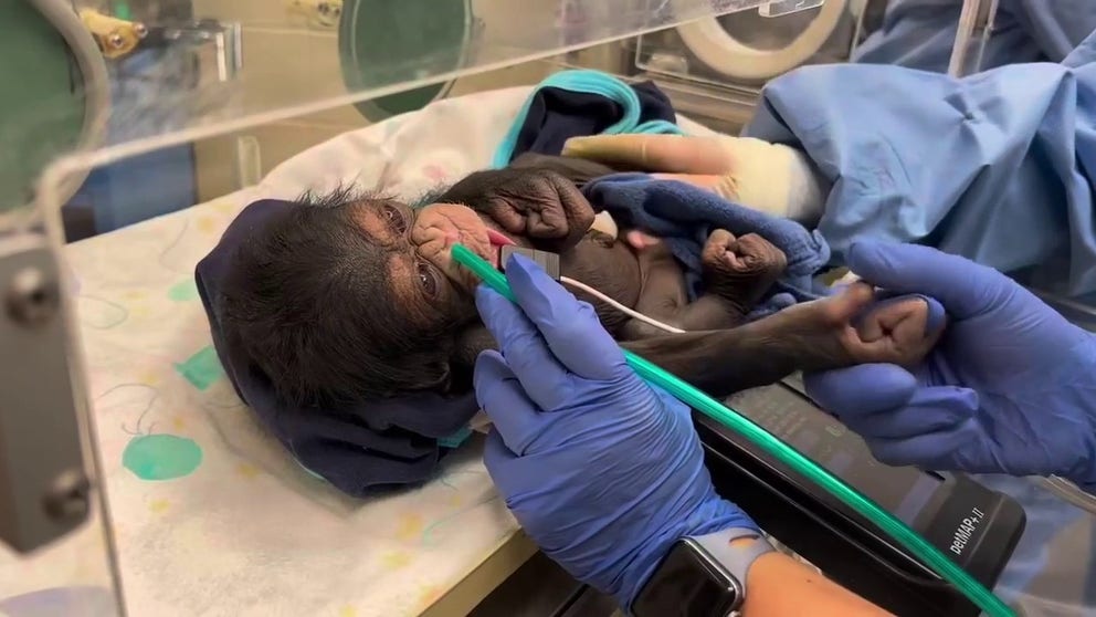 Chimpanzee Mahale gave birth to a baby boy at 12:48 p.m. on Nov. 15, 2022, via C-section. After laboring through the morning, the animal care team noticed changes in her progress and the decision was made to intervene surgically.