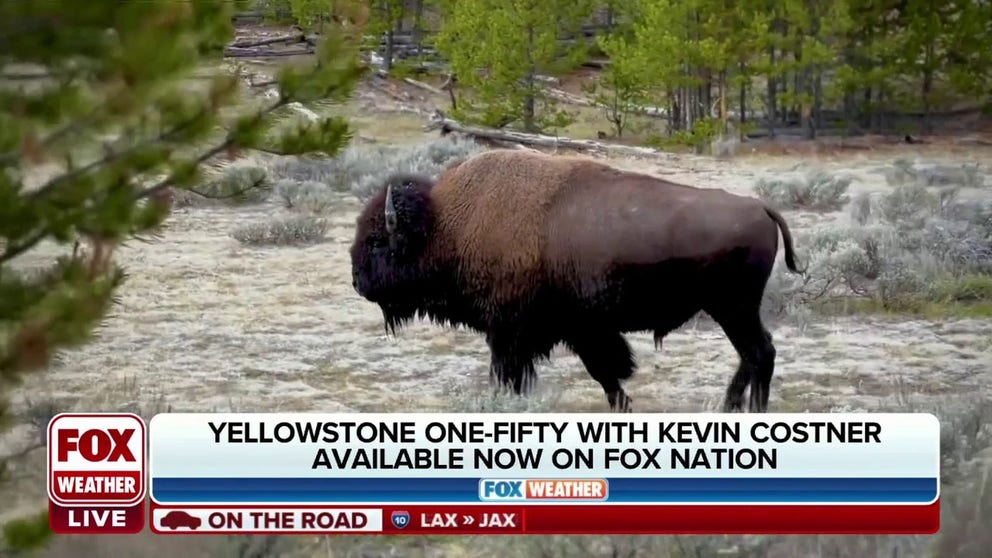 Ecotourism dropped 90% in Yellowstone after spring flooding took out roads after a record 5 million visited in 2021. America's first national park is back in business.
